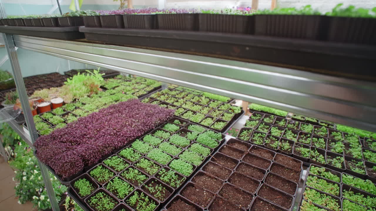 Indoor Seedling Cultivation in a Greenhouse