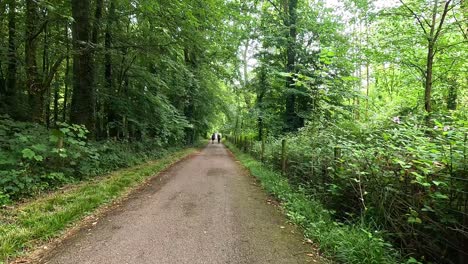 caminando por un camino del bosque en cardiff