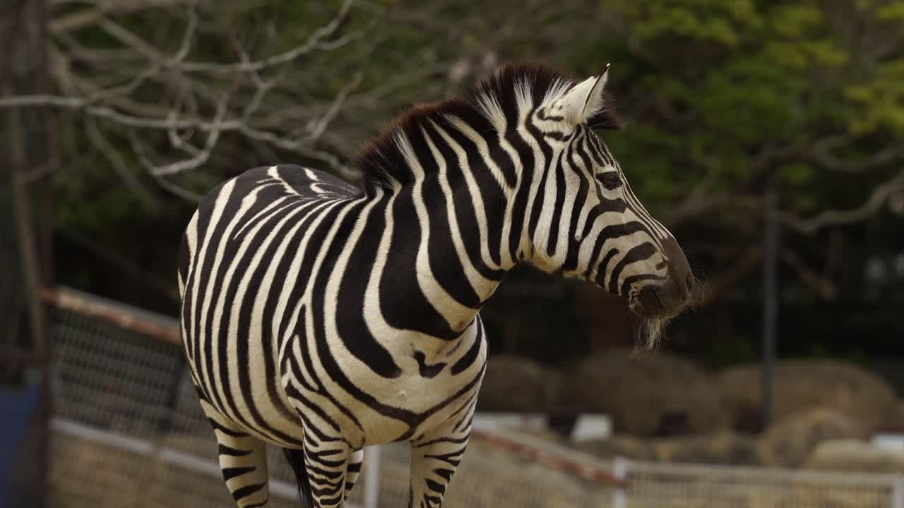 Zebra ferma allo zoo di Toyohashi Nonhoi