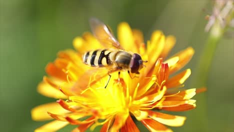 bee collects nectar from flower crepis alpina