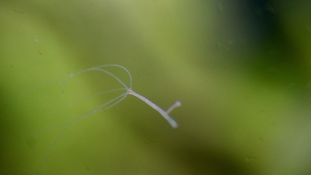 히드라는 수류가 입자를 지나갈 때 촉수를 움직입니다.