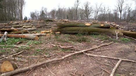 aftermath of commercial timber logging in woods