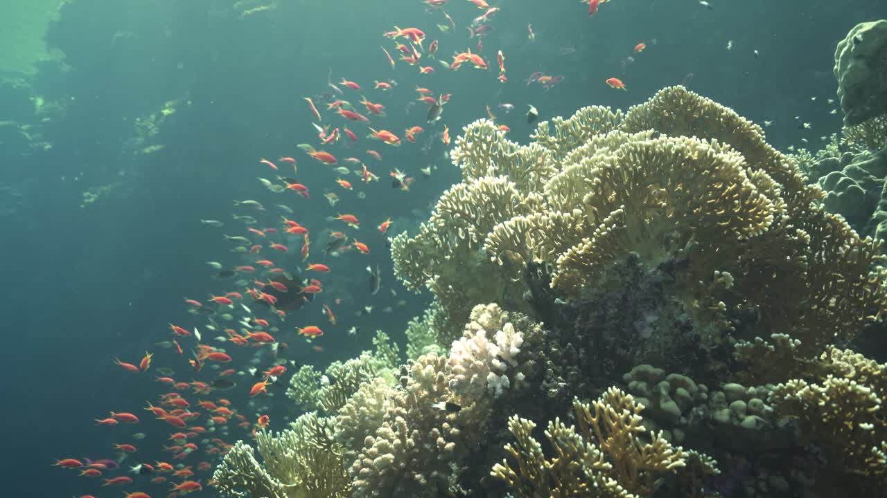 Banco di piccoli pesci che entrano ed escono nascondendosi nel corallo bianco ramificato del Mar Rosso