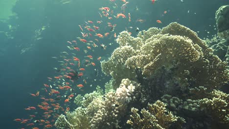 Escuela-De-Pequeños-Peces-Entran-Y-Salen-Escondidos-En-El-Coral-Blanco-Ramificado-Del-Mar-Rojo.