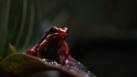 phantasmal poison frog on the leaf