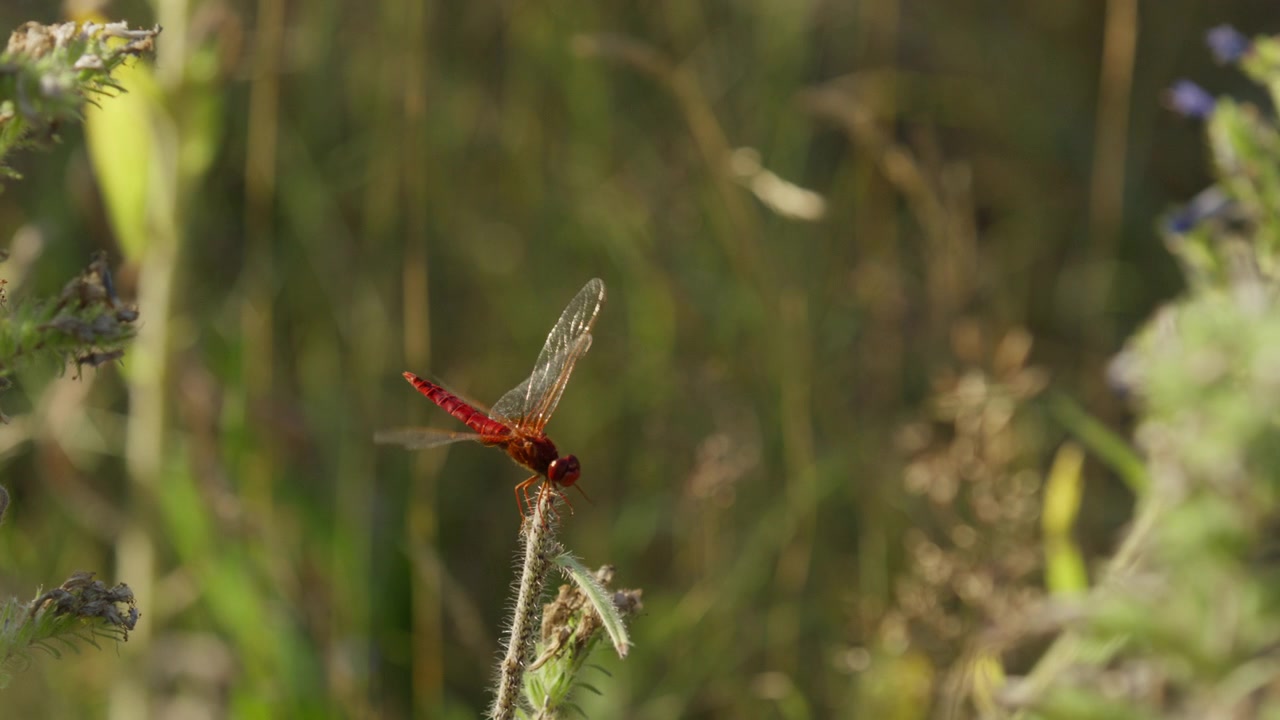 Libellula scarlatta ampia che si posa su una pianta, primo piano al rallentatore.