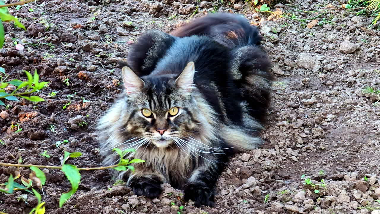 Fluffy Maine Coon cat resting outdoors on dirt ground with plants nearby