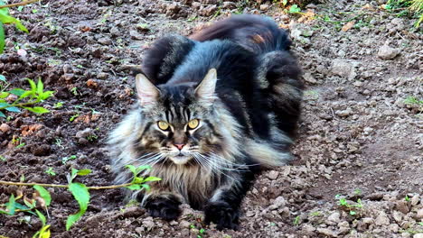 fluffy maine coon cat resting outdoors on dirt ground with plants nearby