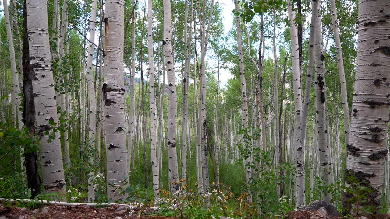 Aspen trees grove forest dense lush mature quaking Aspens white bark Minturn Vail Telluride Crested Butte Aspen Snowmass Colorado morning summer spring Mount Holy Cross Wilderness yellow wildflowers