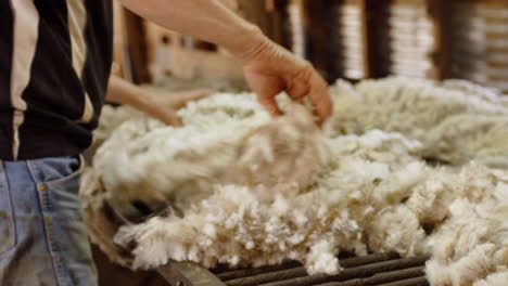 slow motion sheep fleece skirting by male shed hand