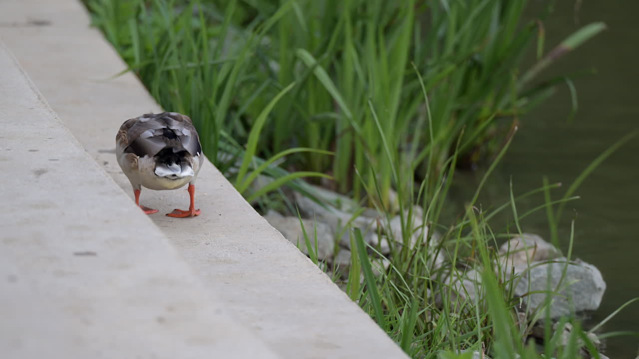 Duck grooming near lakeside vegetation