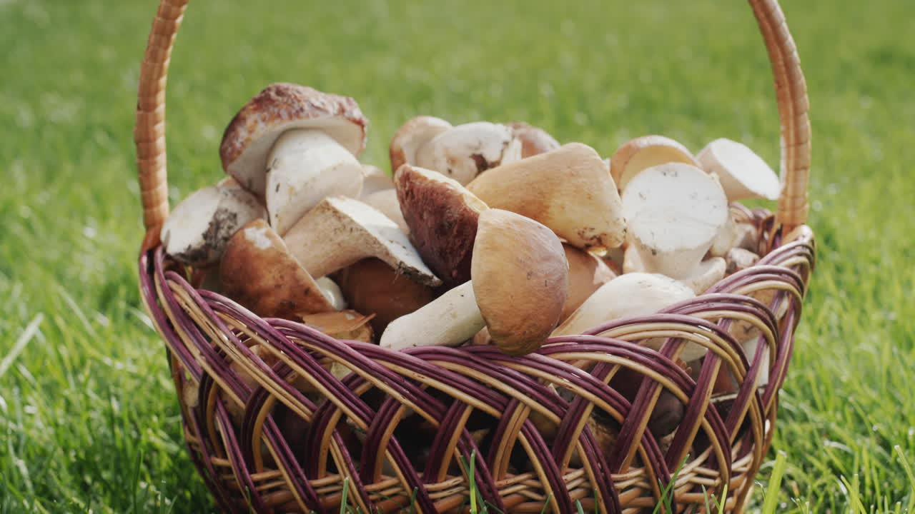 hermosa canasta de mimbre con hongos silvestres en la hierba verde. disparo deslizante