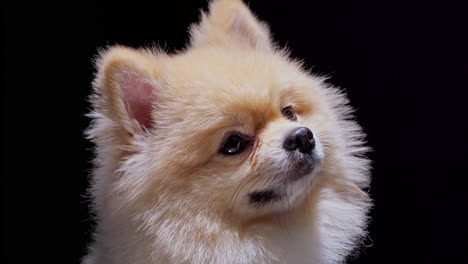 close up of cute pomeranian dog looking to the camera shaking head curious eyes and smile