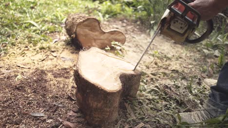 motosierra de leñador tallando un árbol