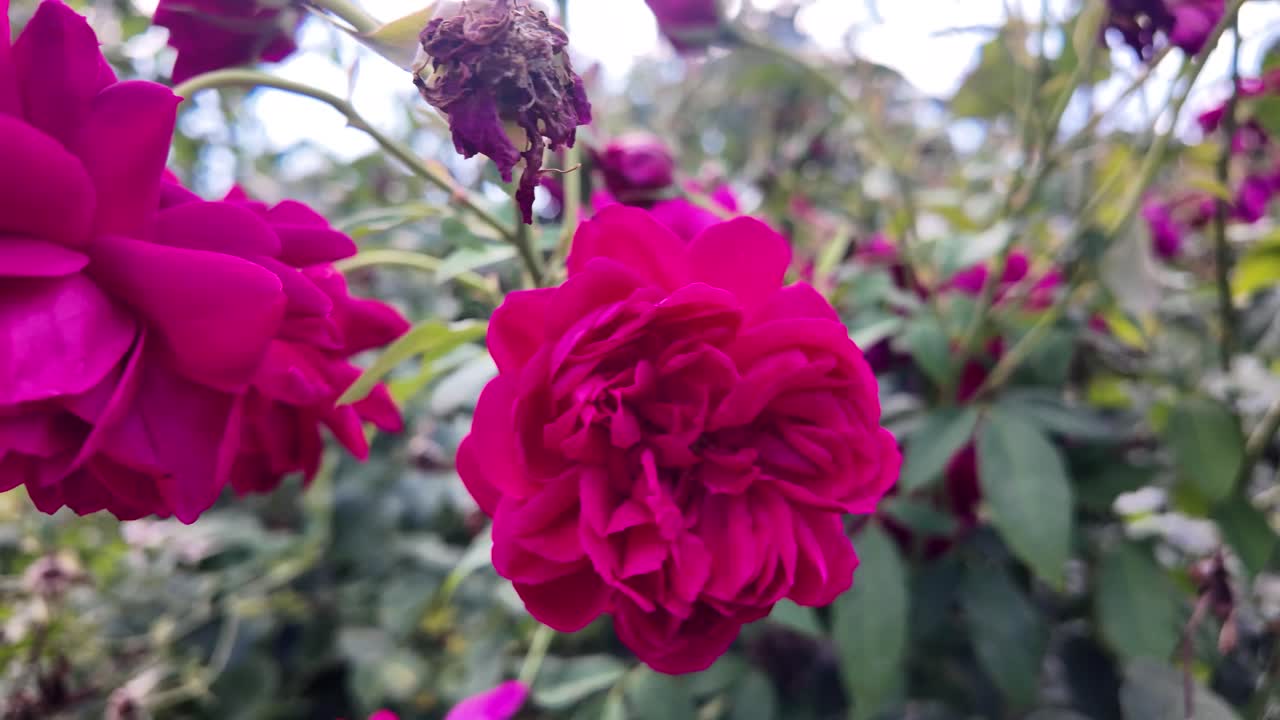 Magenta rose blooming in the garden with some withered roses on the branches and green leaves