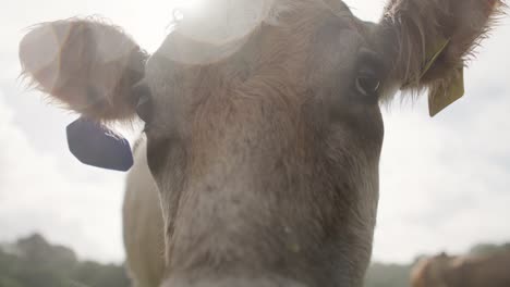 curious milking cow looking into the camera