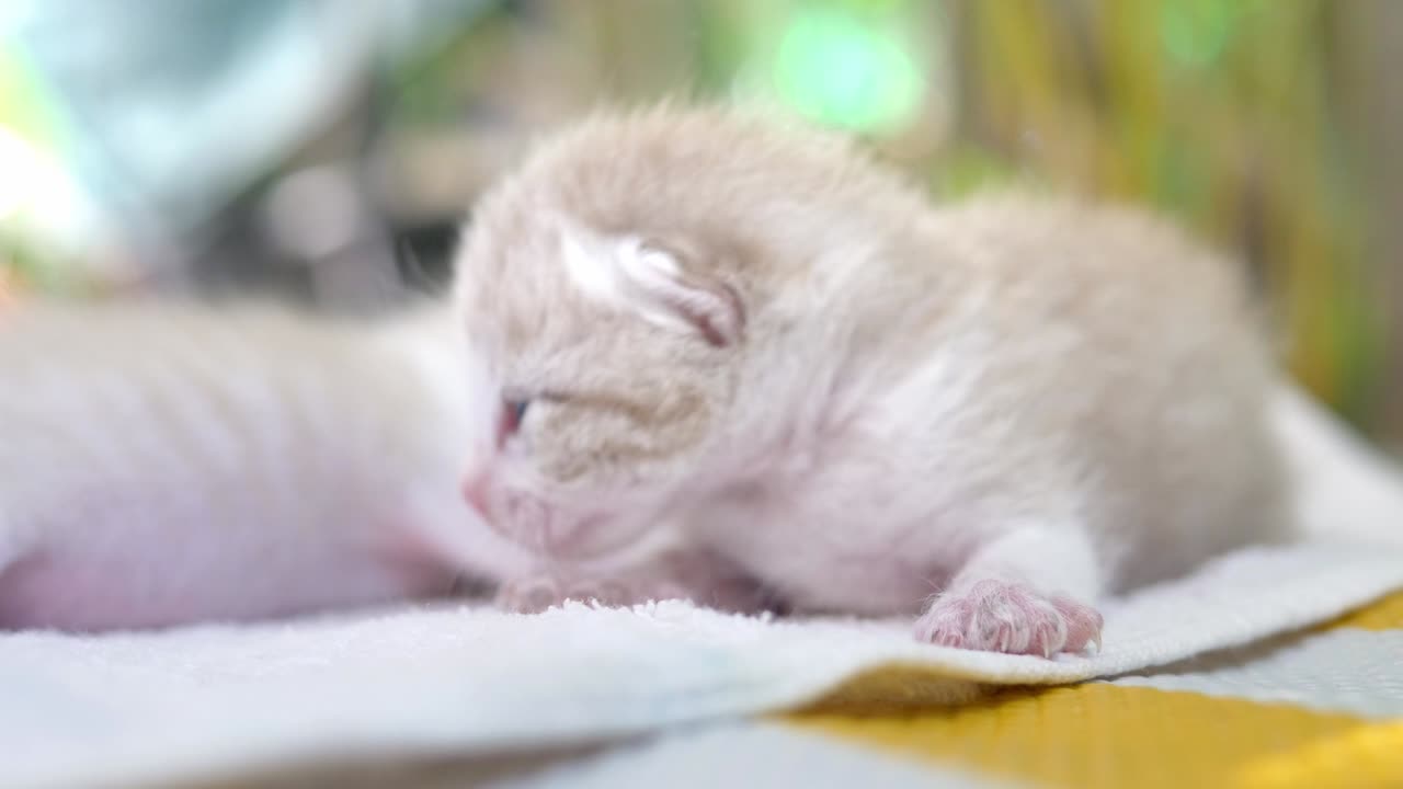 새로 태어난 새끼 고양이는 고 있습니다.