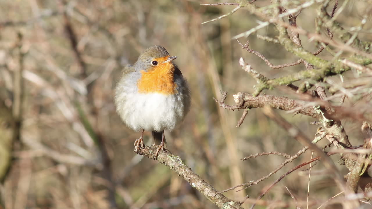 un curioso petirrojo europeo sentado en una rama