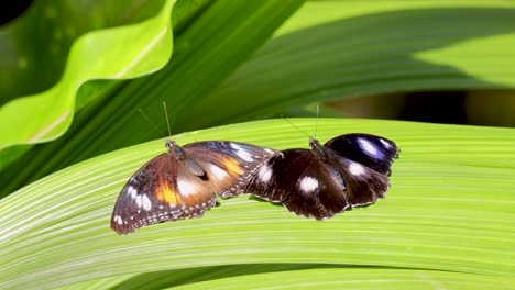 two butterflies rest on a vibrant green leaf in a sunlit rainforest, showcasing natural beauty and tranquility