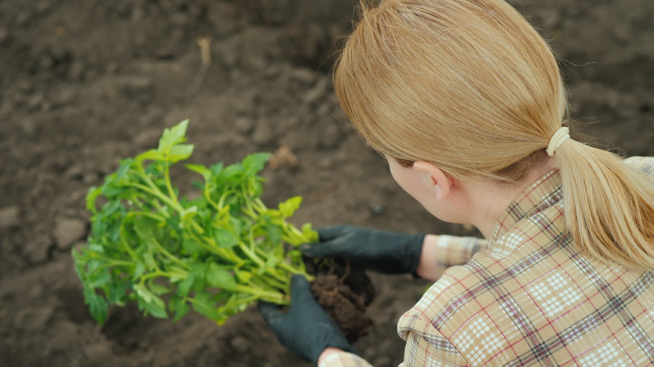 una agricultora planta tomates en un huerto una vista desde arriba