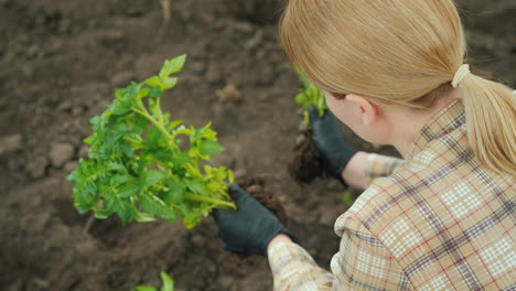 a woman farmer plants tomatoes in a vegetable garden a view from above