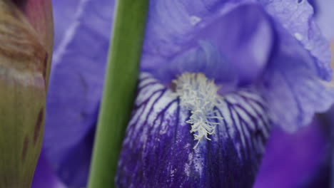 Foto-Macro-De-Una-Copa-De-Flores-De-Un-Lirio-Azul