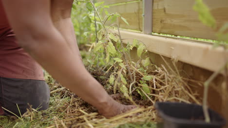 slider - tracking shot of tomato plant being planted and tied in a greenhouse