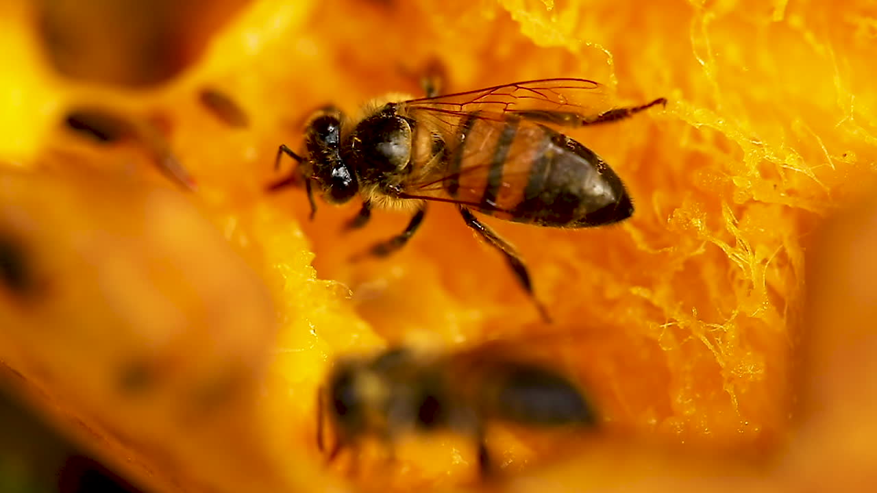 cerrar una abeja comiendo mango, chupando la pulpa de la fruta