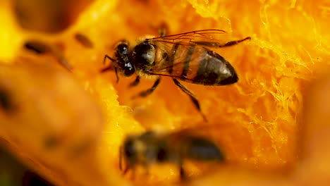 close up on a bee eating mango, sucking the fruit pulp