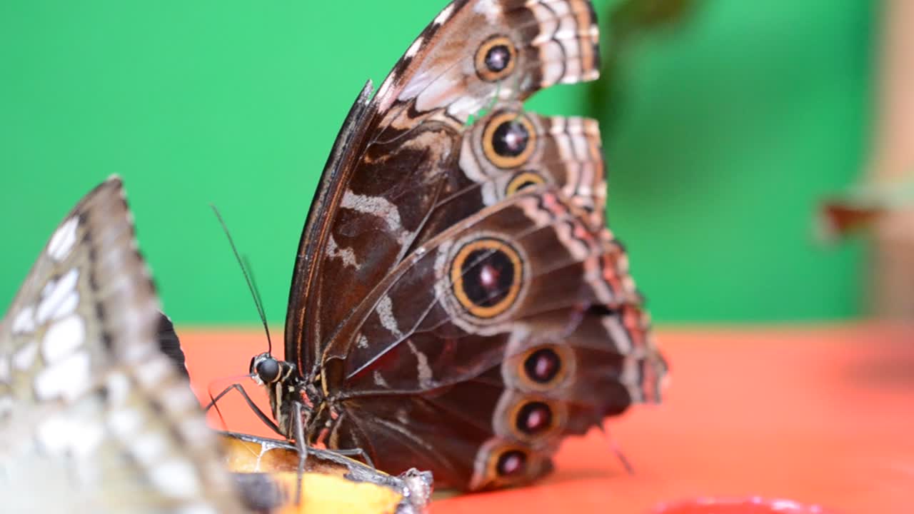 farfalla