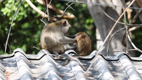 two monkeys engage in social grooming outdoors.