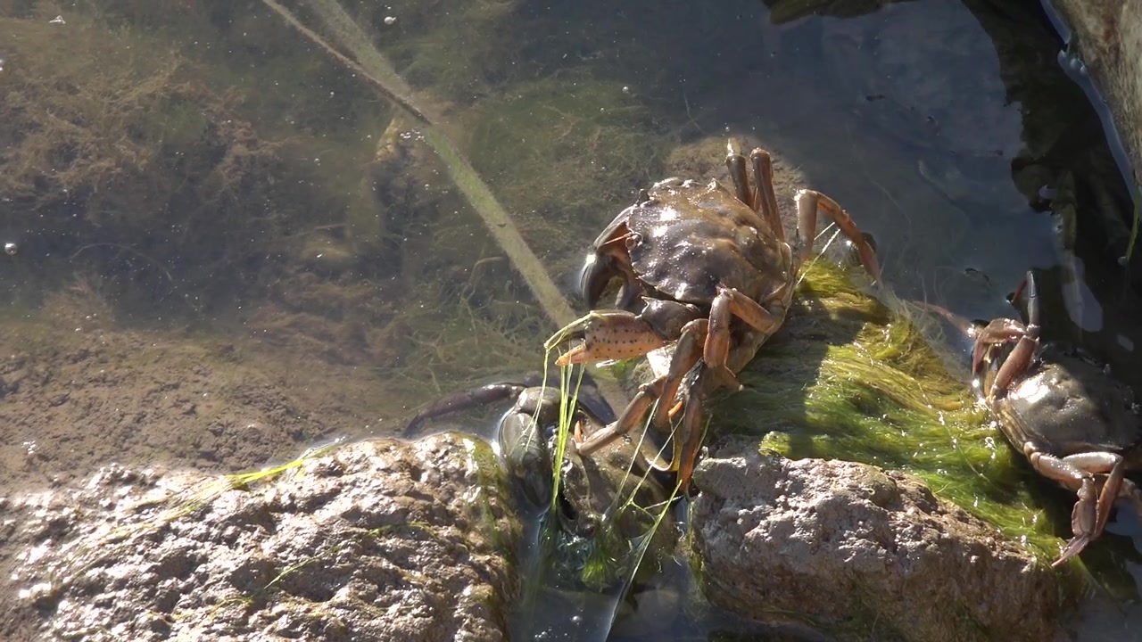 Pequenos caranguejos rastejando em rochas musgosas em águas rasas