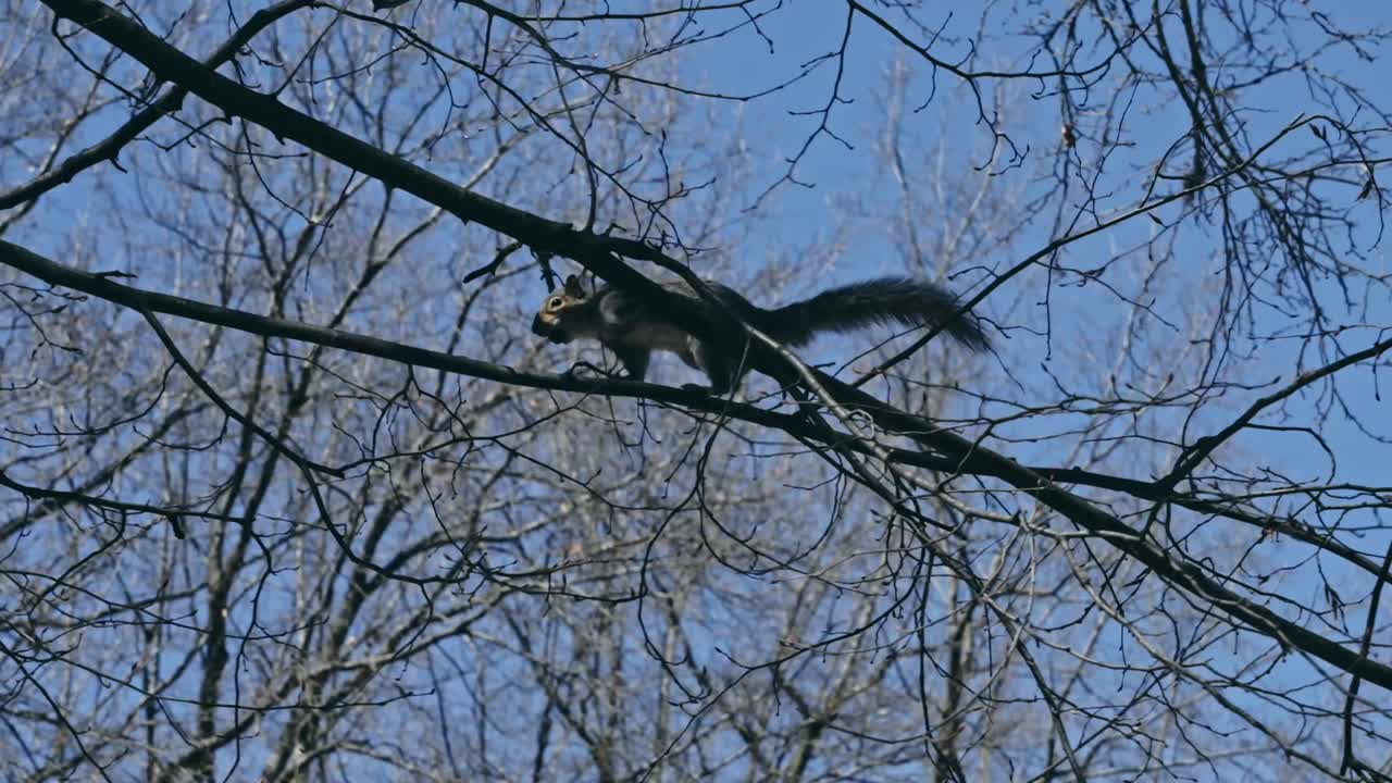 A squirrel dashes along a bare tree branch against a clear blue winter sky, showcasing lively wildlife in a woodland setting