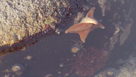 starfish and hermit craps trapped in the same tidal pool during low tide