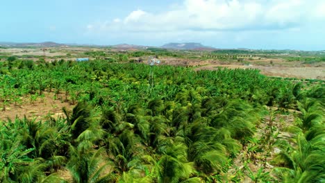 4k-cinematic-aerial-of-small-tropical-palm-tree-plantation-in-the-Caribbean