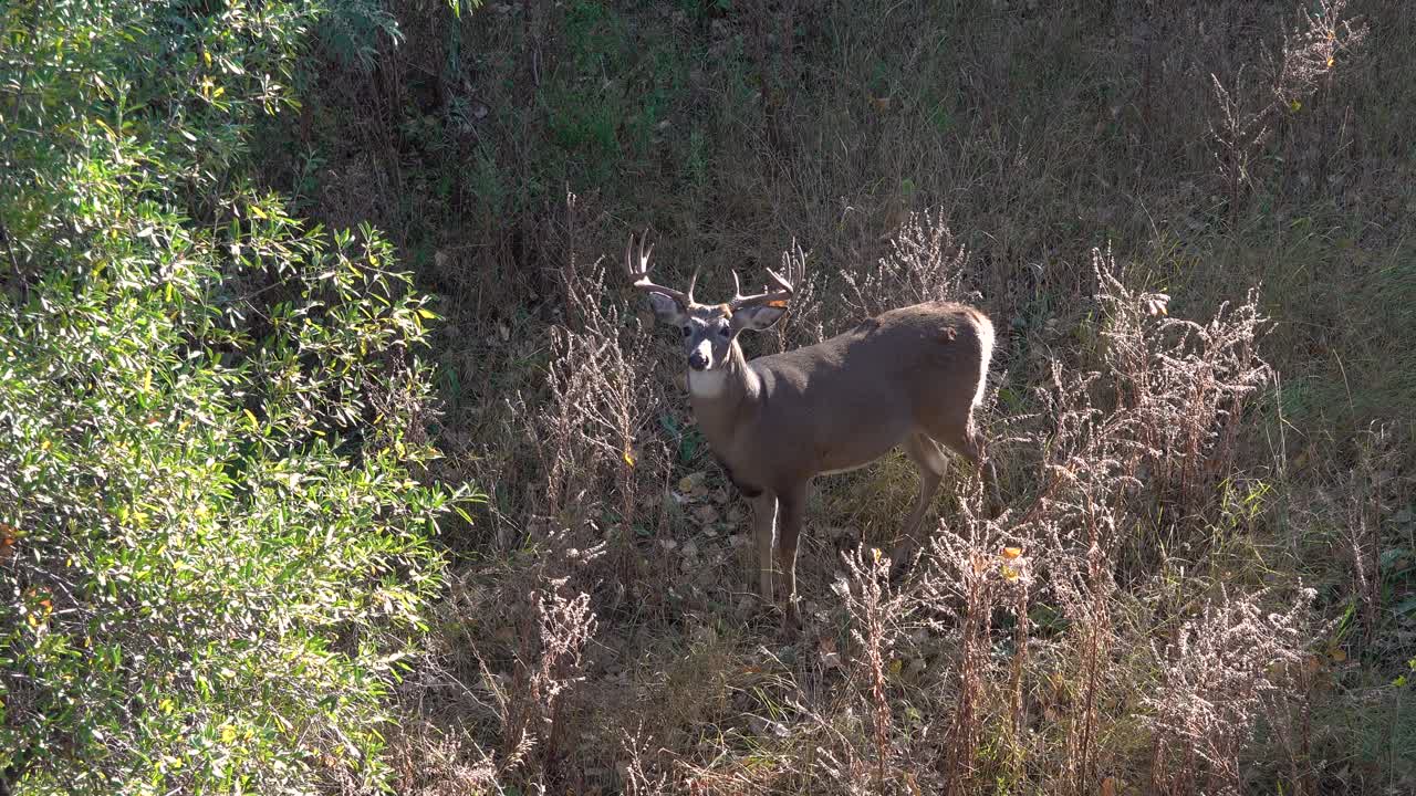 A Large Mainframe Whitetail Buck Stares Intently at the Camera While Standing in a Beam of Morning Sunlight