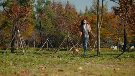 woman chasing toy poodle dog running on grassy meadow in autumn park