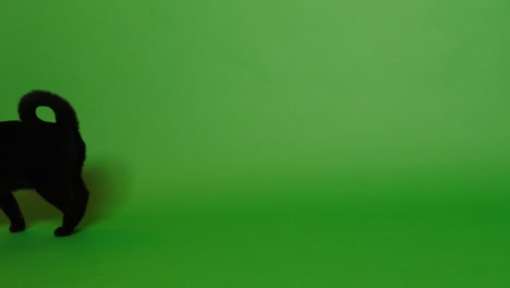 increíble gato negro caminando en la pantalla verde