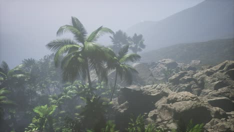 los rayos del atardecer a través de las palmeras