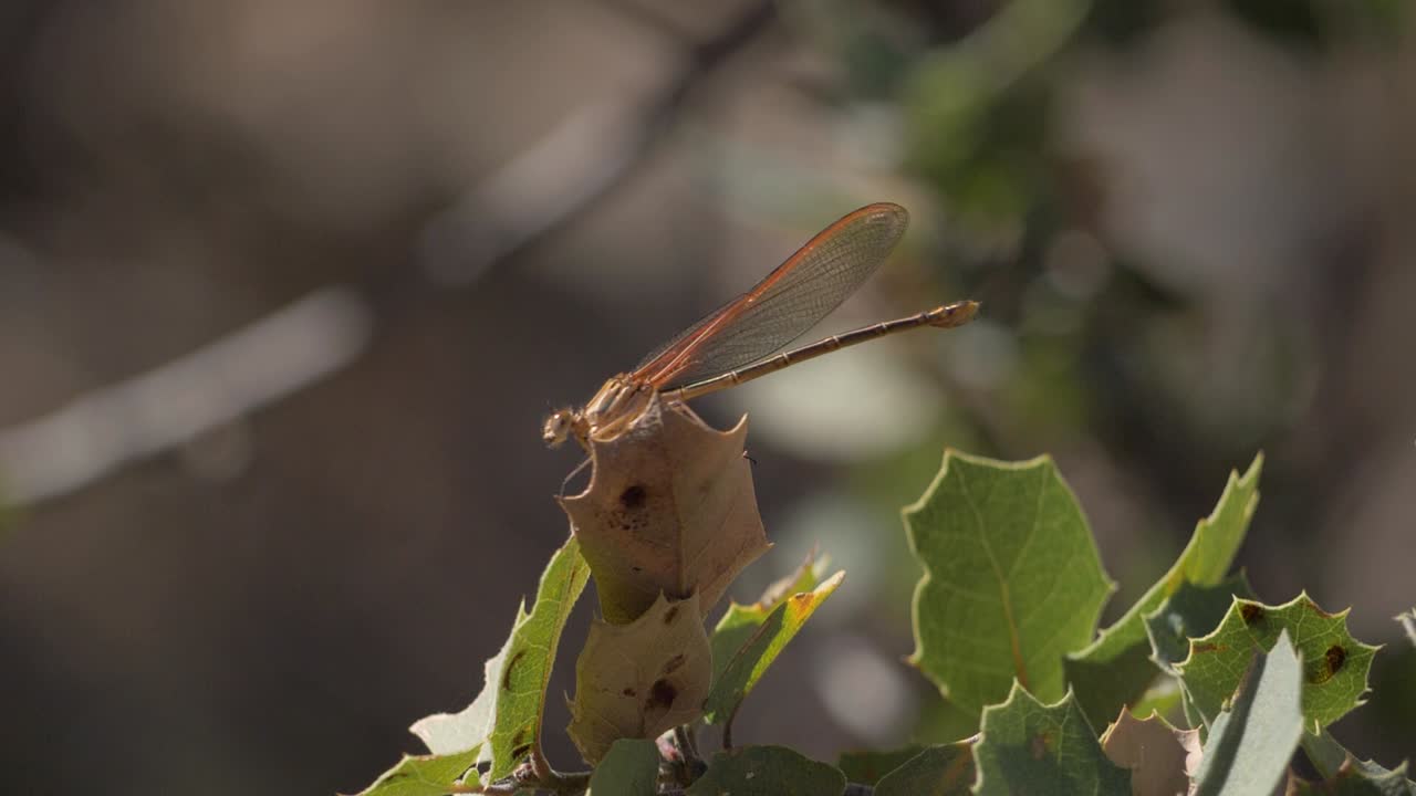 Una libellula American Rubyspot che riposa su una foglia.