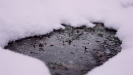 charco congelado con hojas y tierra cubierta de nieve mientras nieva, toma cinematográfica de invierno