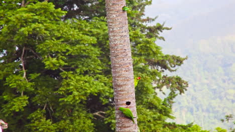 scarlett fronted parakeets 건물은 야자수 줄기에 둥지를 틀고 날아다닙니다.