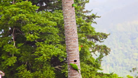 scarlett fronted parakeets buildings nests in palm tree trunk and flying around