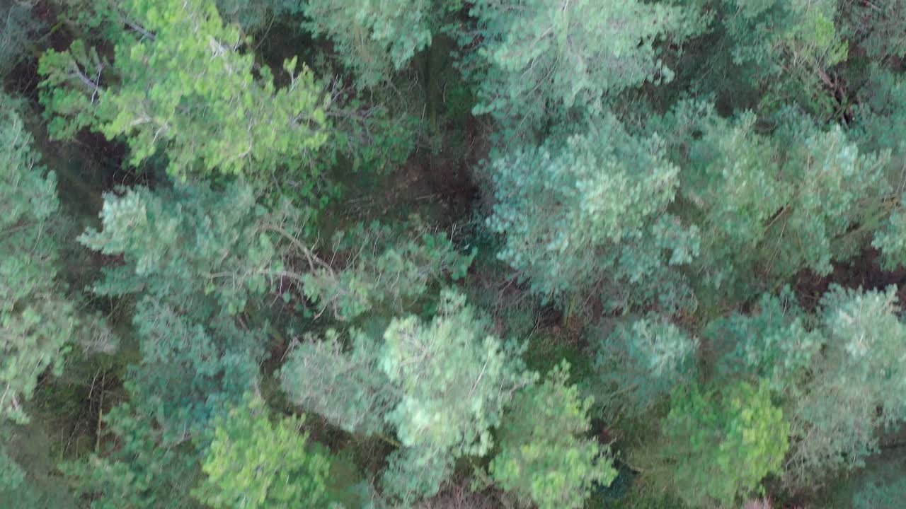 Aerial view of an English forest