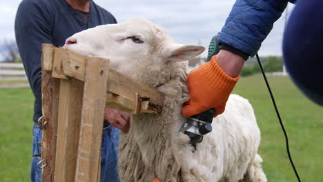 sheep is cutting by electric clipper. shearing sheep is process by which woollen fleece of sheep is cut off. adult sheep is shorn once each year.