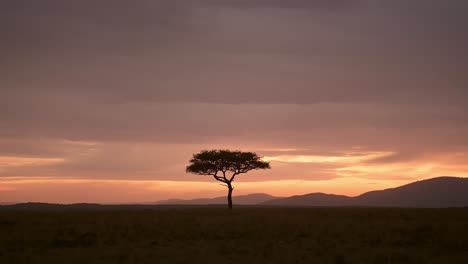 beautiful scenery sunset before dusk with isolated acacia tree on the horizon african nature in maasai mara national reserve, kenya, africa safari landscape in masai mara north conservancy