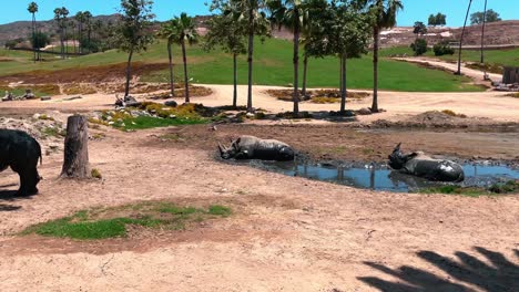 Schwenk-Nach-Rechts,-Blick-Auf-Einige-Nashörner,-Die-Im-Schlamm-Im-San-Diego-Safari-Park-Zoo-Spielen