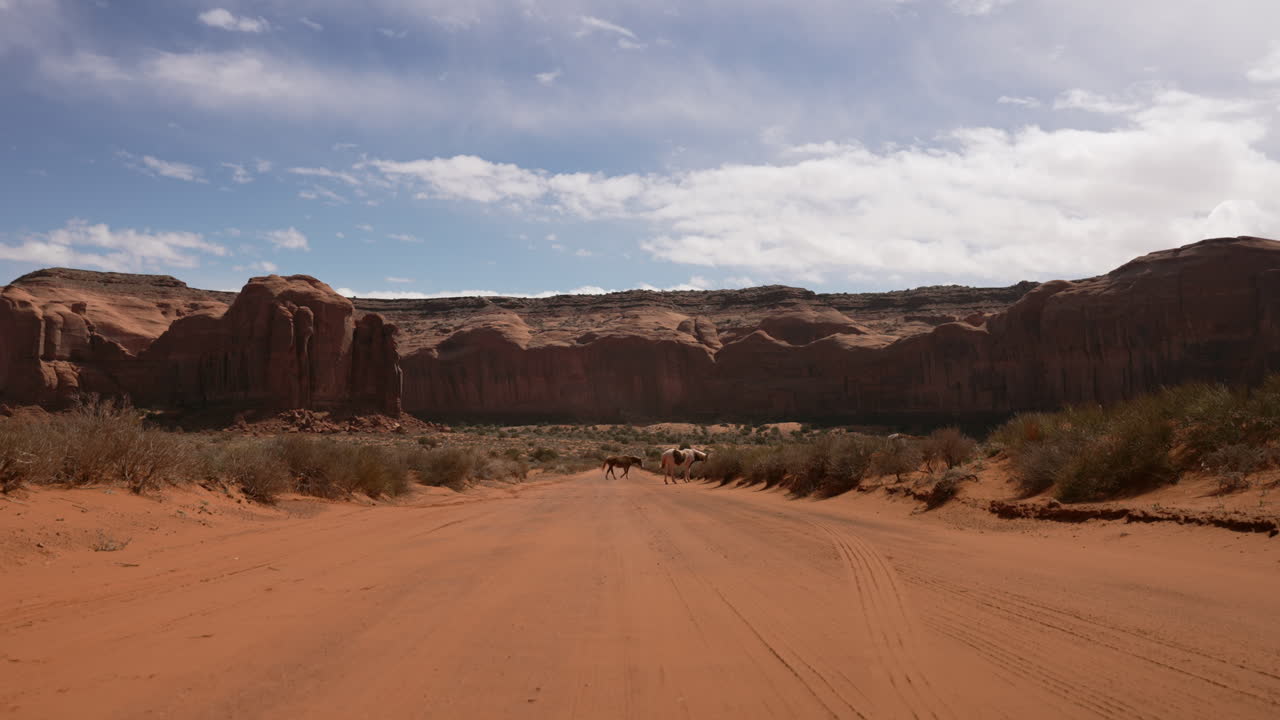 야생 말 이 오후 에 사막 의 길 을 건너고 있다