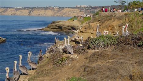 Pelikane-Sitzen-Entlang-Einer-Klippe-In-La-Jolla,-Kalifornien