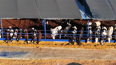 modern dairy farming: open shelter for healthier livestock